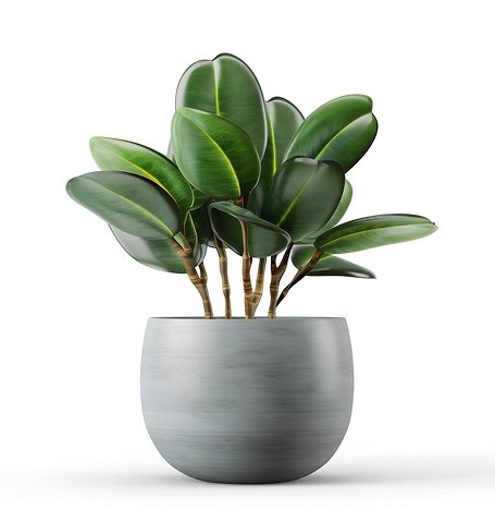 Acceuil outdoor plant